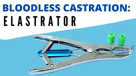castration roulette|Guide for elastrator play : r/Castrations .